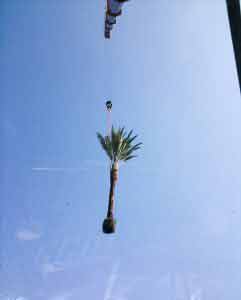 Crane placing palm tree